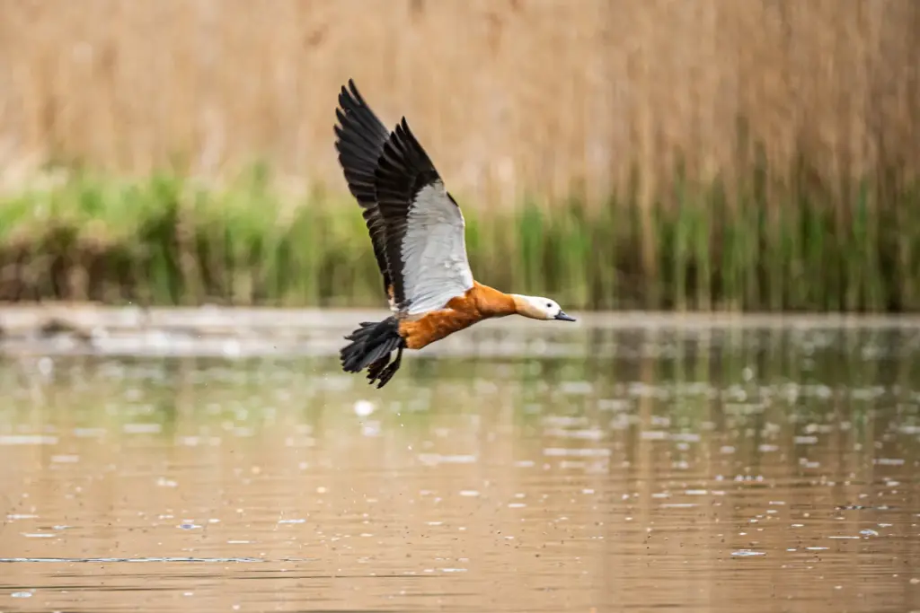 Brandgans im Flug über dem Wasser