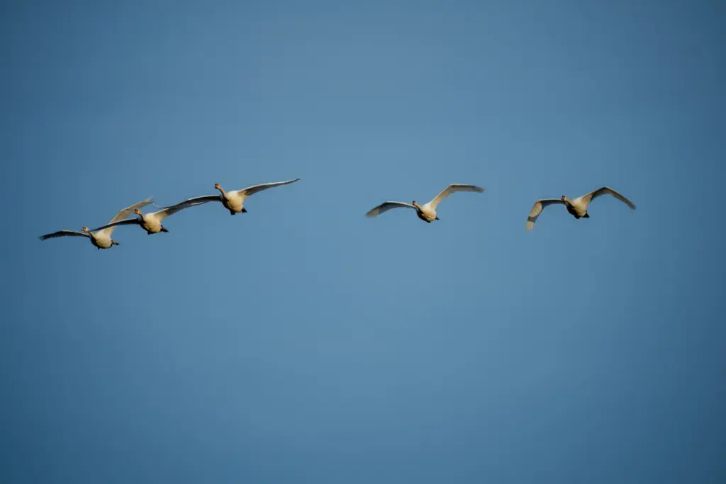 Gänse im Flug vor blauem Himmel
