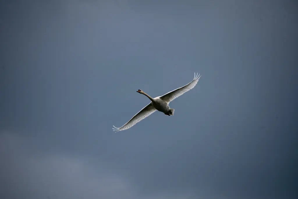 Schwan im Flug