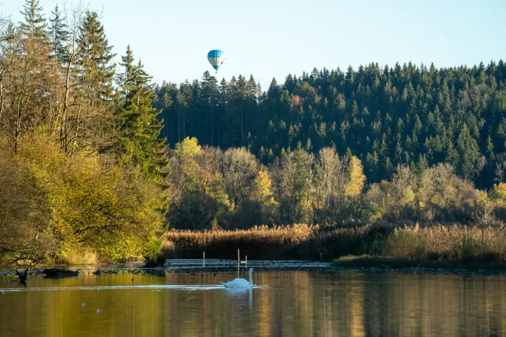Schwan auf der Iller im Herbst