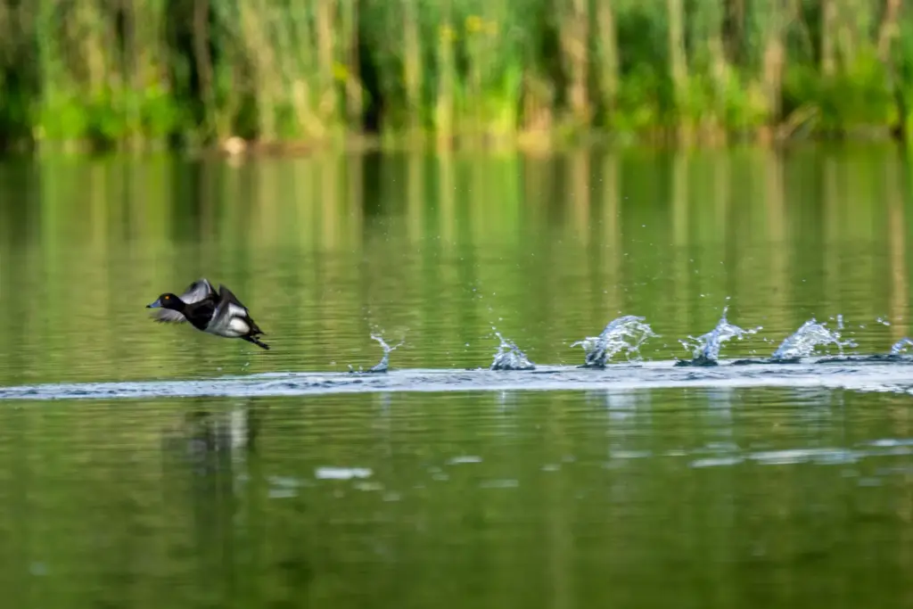 Ente startet von der Wasseroberfläche